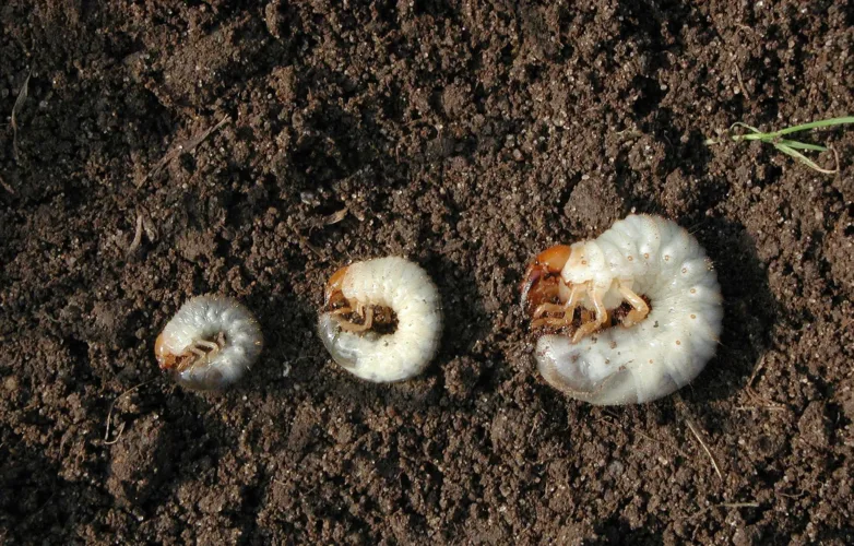 How to test your lawn for grubs  and what to do if you find them